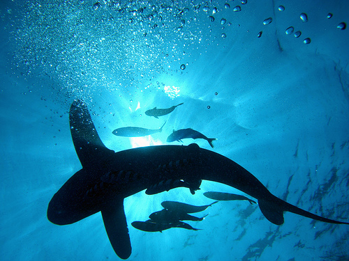 Southern Marine Parks