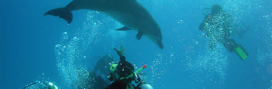 The best Dive holidays!