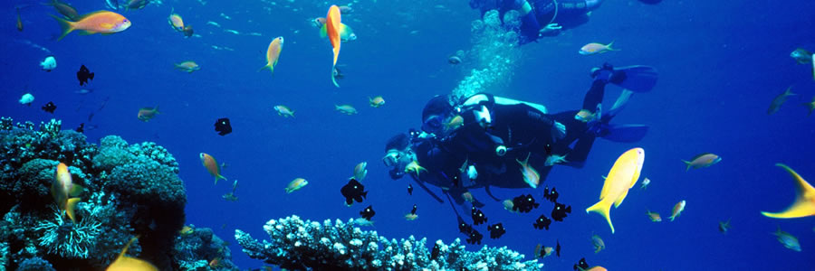 The best Dive holidays!