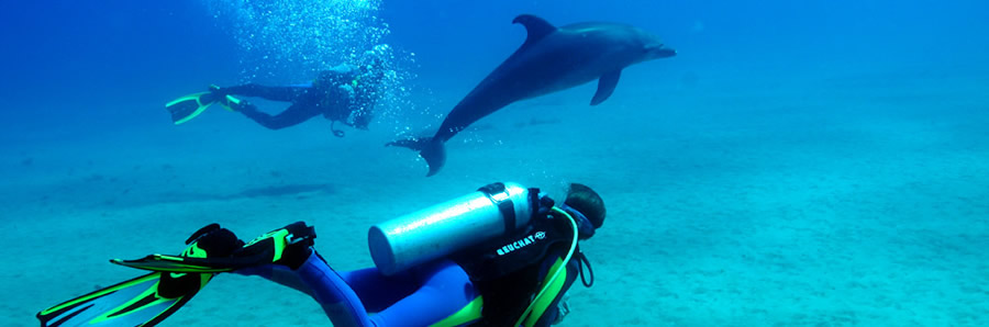 The best Dive holidays!