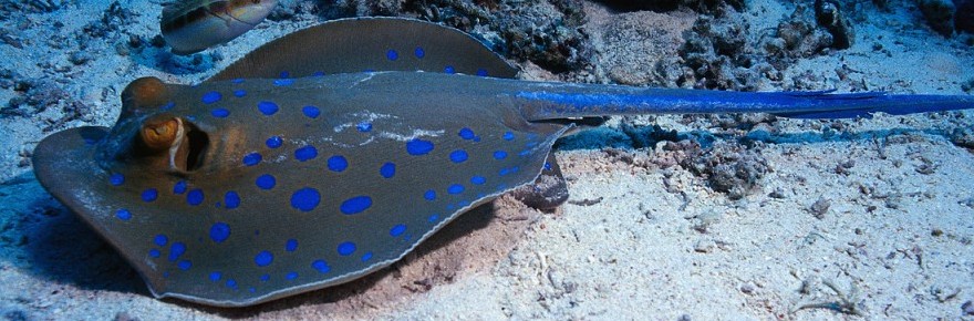 The best Dive holidays!