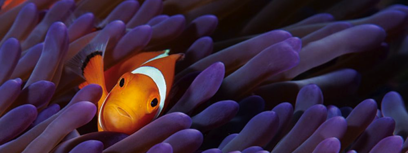 The best Dive holidays!