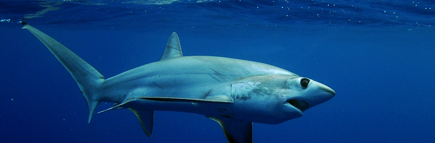 The best Dive holidays!