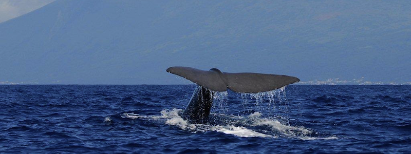 The best Dive holidays!