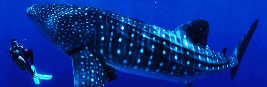 The best Dive holidays!