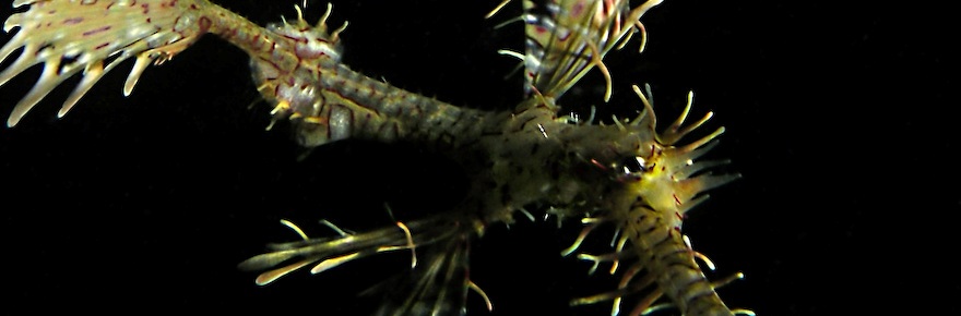 The best Dive holidays!