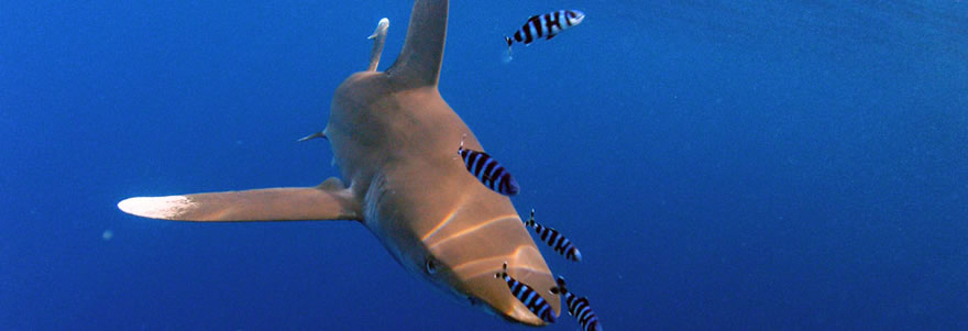 The best Dive holidays!