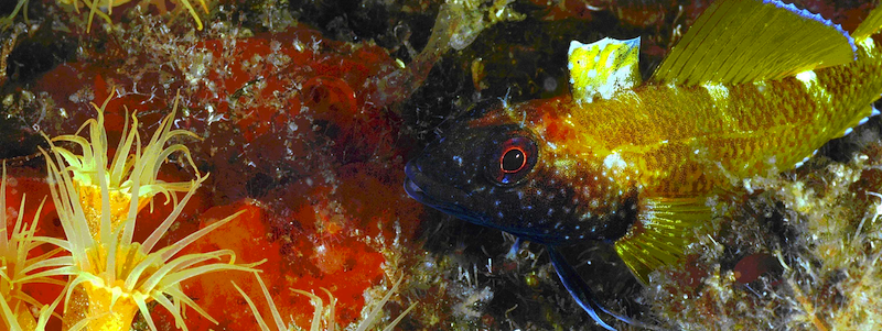 The best Dive holidays!