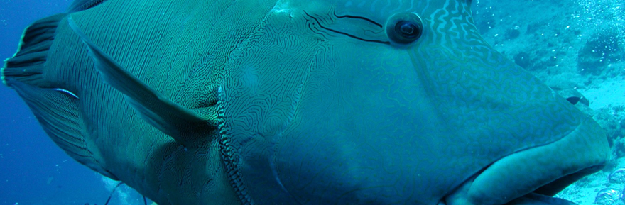The best Dive holidays!