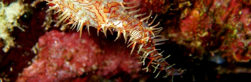 The best Dive holidays!