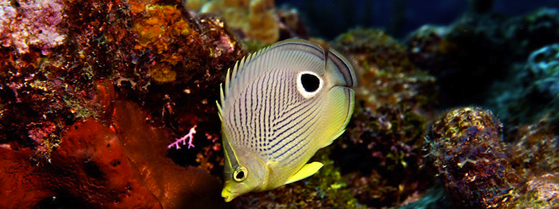The best Dive holidays!