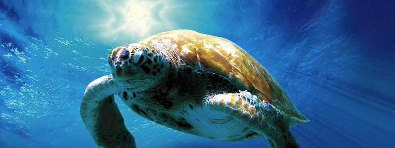 The best Dive holidays!
