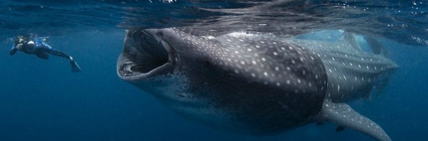 The best Dive holidays!