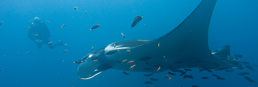 The best Dive holidays!