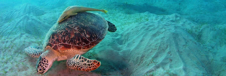 The best Dive holidays!
