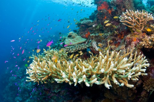 Declared a UNESCO World Heritage Site, the Tubbataha National Marine Park in Central Sulu Sea in the Philippines contains a reef of enormous size | Planet Earth Travel