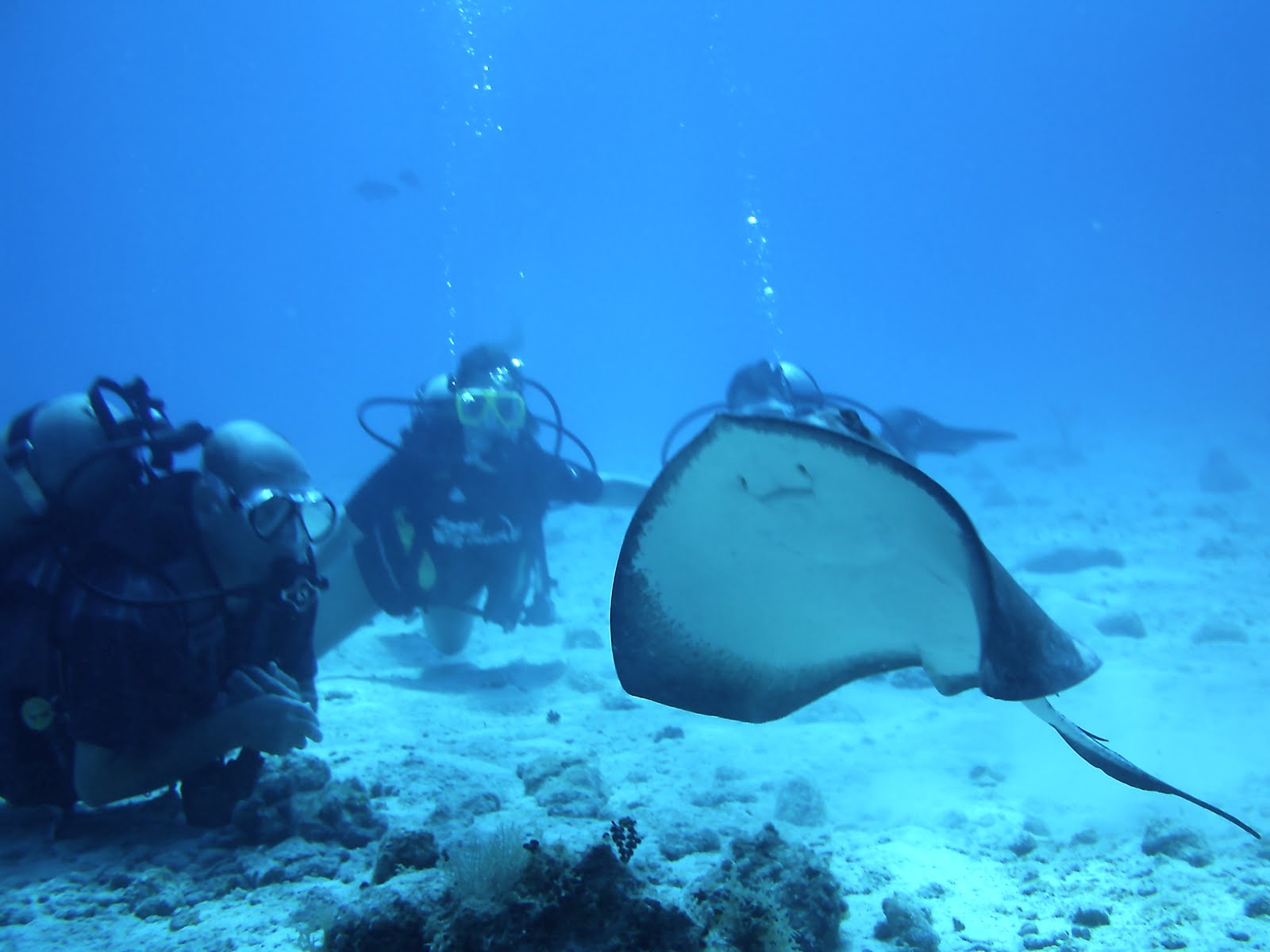 Cayman Brac Diving Holidays Cayman Brac Dive Holiday