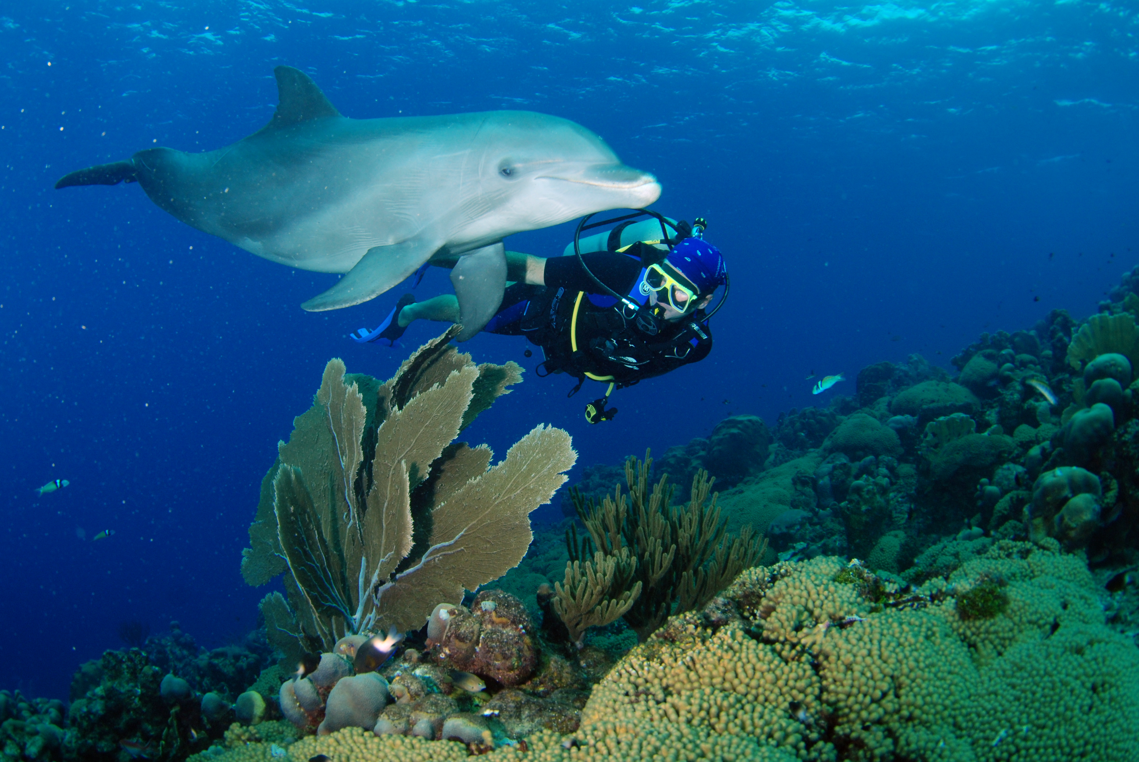Dive Centre (Curacao), Curacao