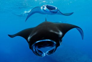 manta-ray-maldives