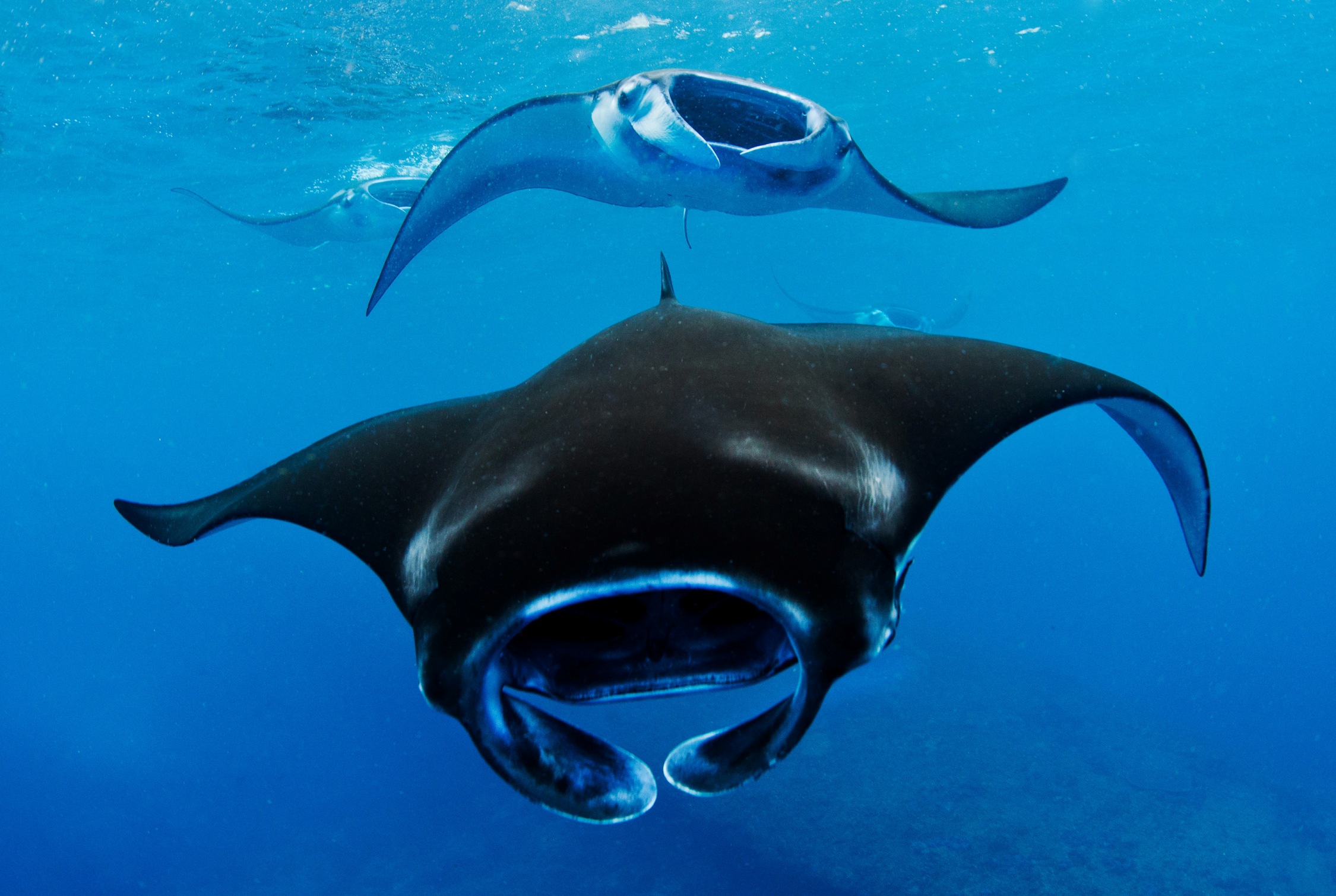 manta-ray-maldives