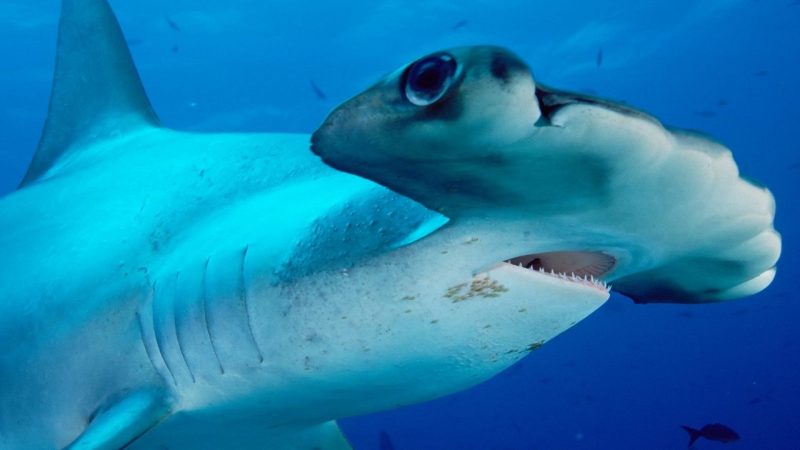Diving with hammerheads | Dive Reviews & Reports