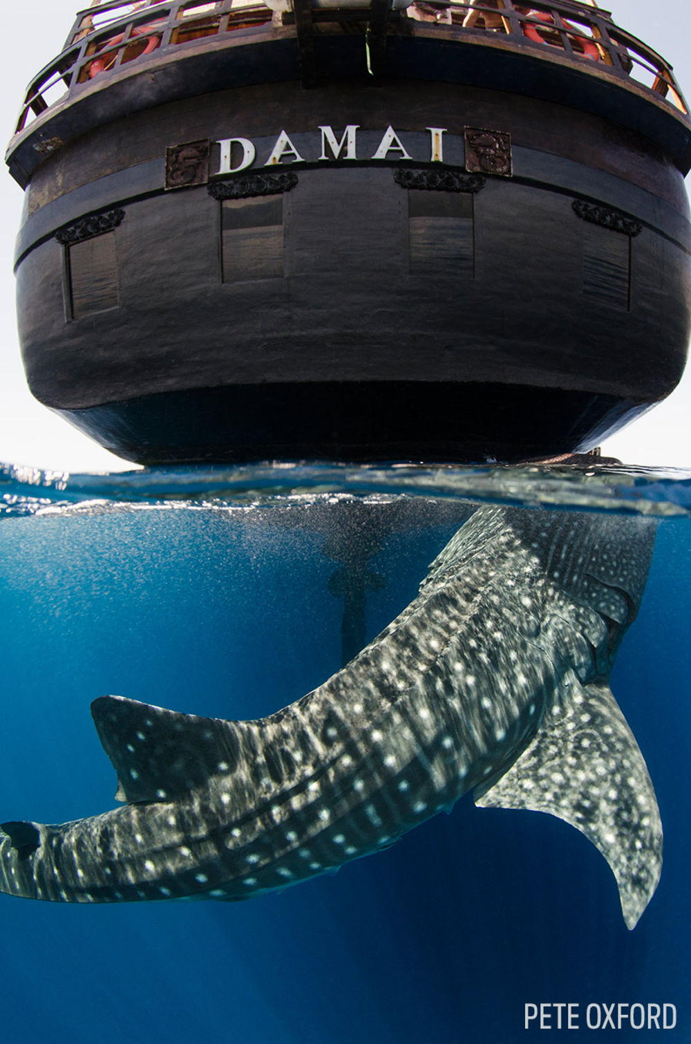 Whale Shark (Rhincodon typus) Cenderawasih Bay West Papua Indonesia