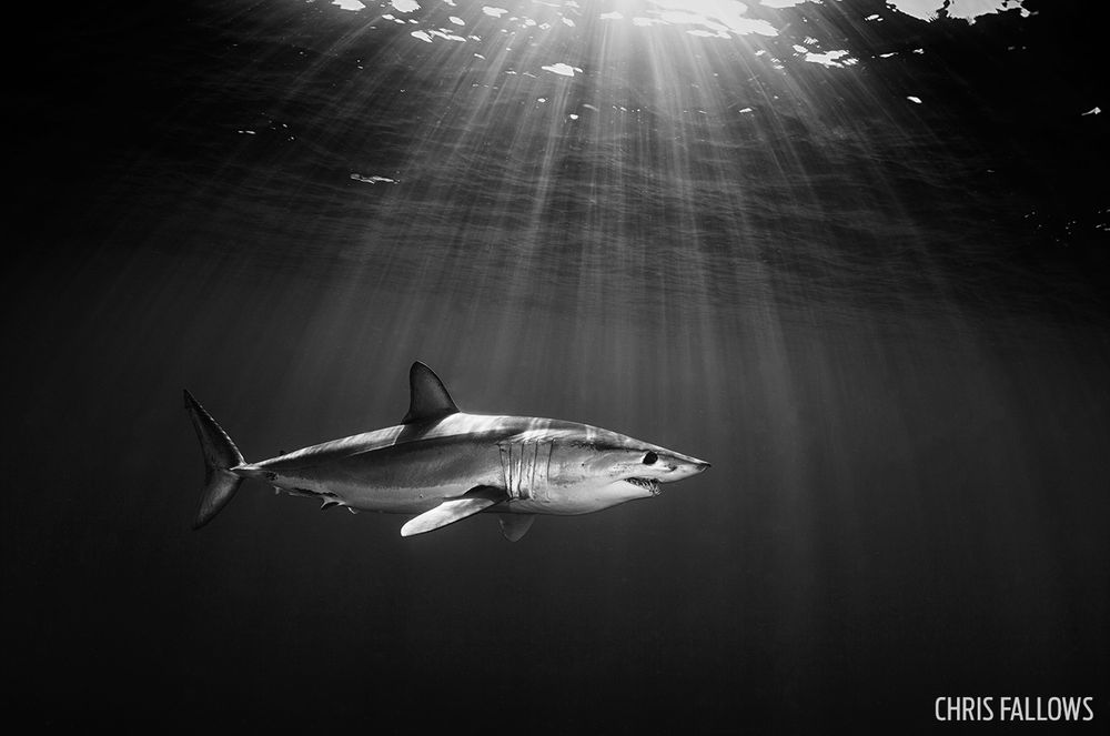 mako-shark-chris-fallows-photo-contest