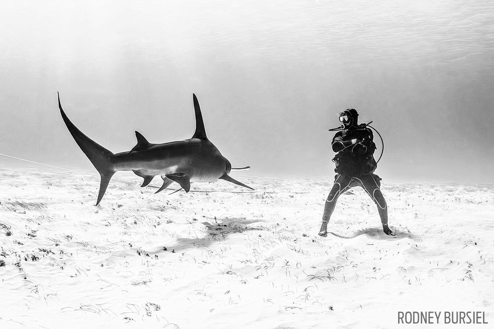 rodney-bursiel_hammerheads_2016_87142