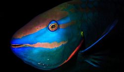 Male-stoplight-parrotfish-Jordi-Chias