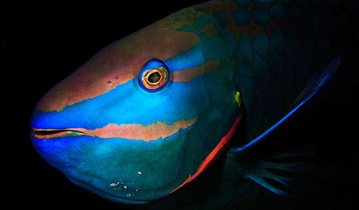 Male-stoplight-parrotfish-Jordi-Chias