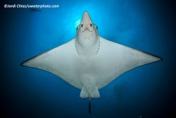 Manta--Jordi-Chias