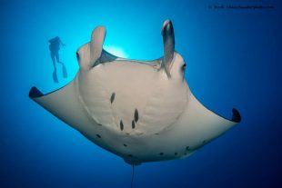 Manta-and-diver-Jordi-Chias