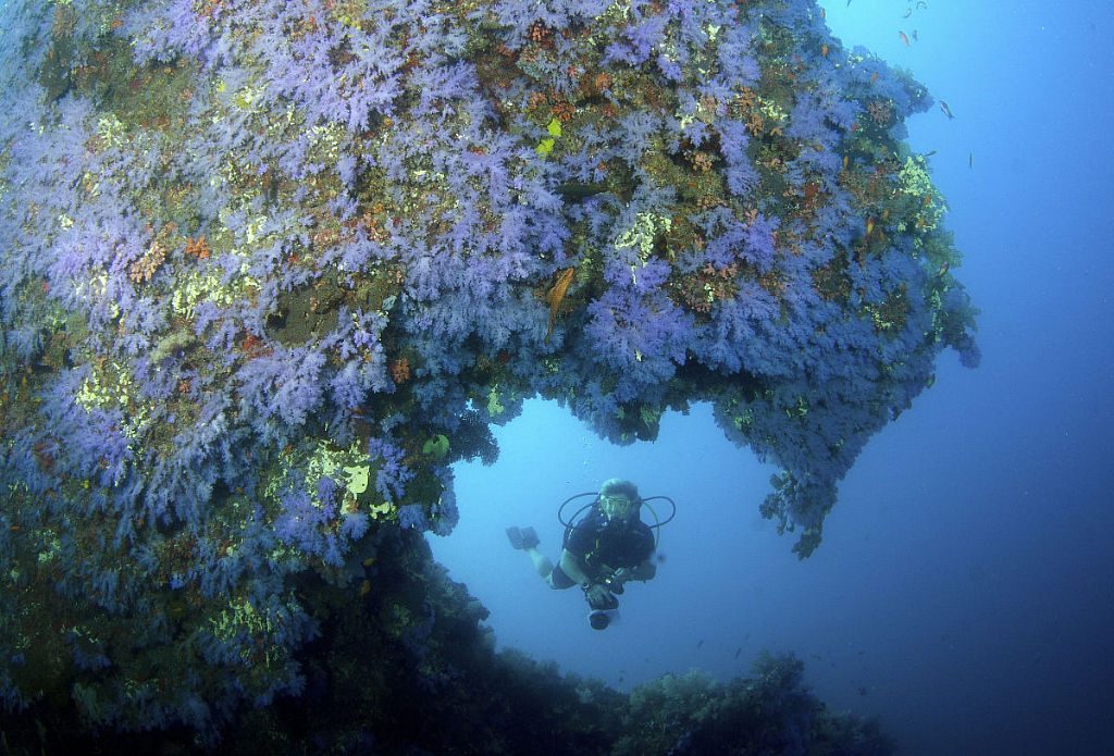 Maldives Dive Reviews Maldives Diving Sites