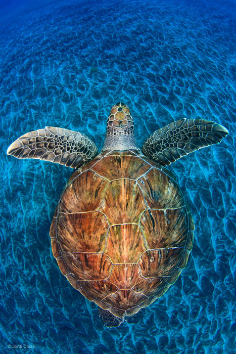 jordi-underwater-photography