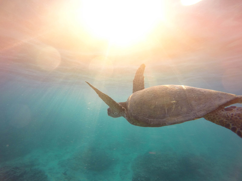 scuba-diving-turtle