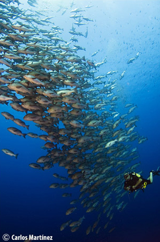 diving-egypt