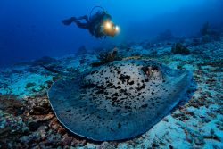 diving_maldives