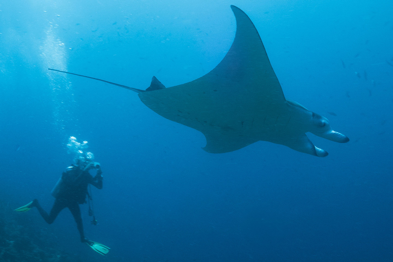 Milaidhoo-Maldives-underwater-manta-rays