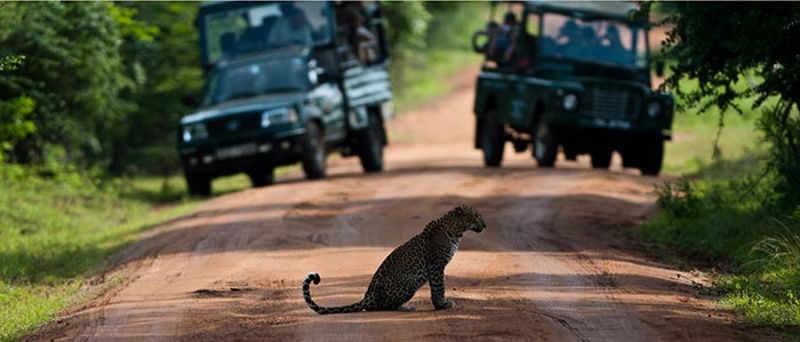 Srilanka-FamilyWildlifeAdventure-yalanational-park