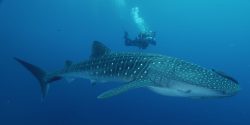 Whale-Shark-Maldives