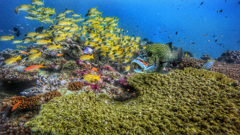 Maldivian-Reef