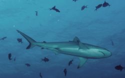 Grey-Reef-Shark-maldives