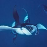 Maldives-underwater-manta-rays
