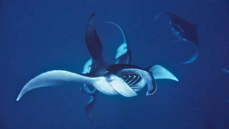 Maldives-underwater-manta-rays