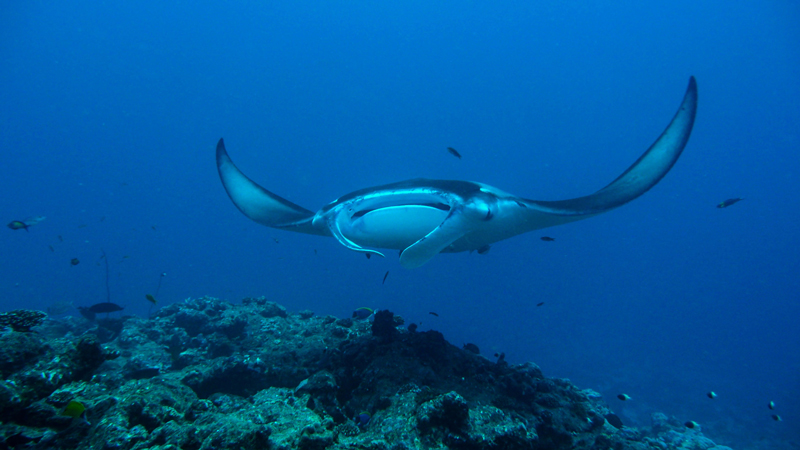 Maldives-underwater-manta