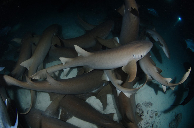 Nurse-shark-maldives