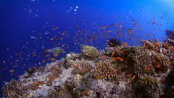 Maldives-Reef