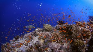 Maldives-Reef