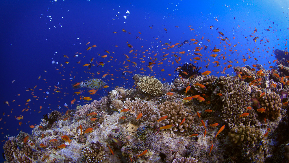 Maldives-Reef