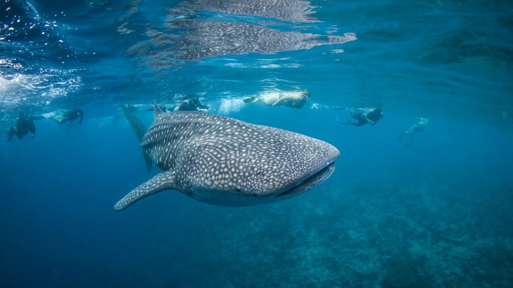 WHALE-SHARK